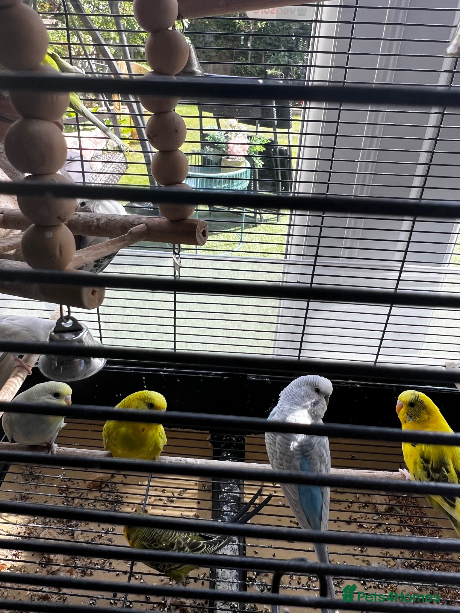 Budgerigars birds 6 Young healthy budgies for sale - Advert 1