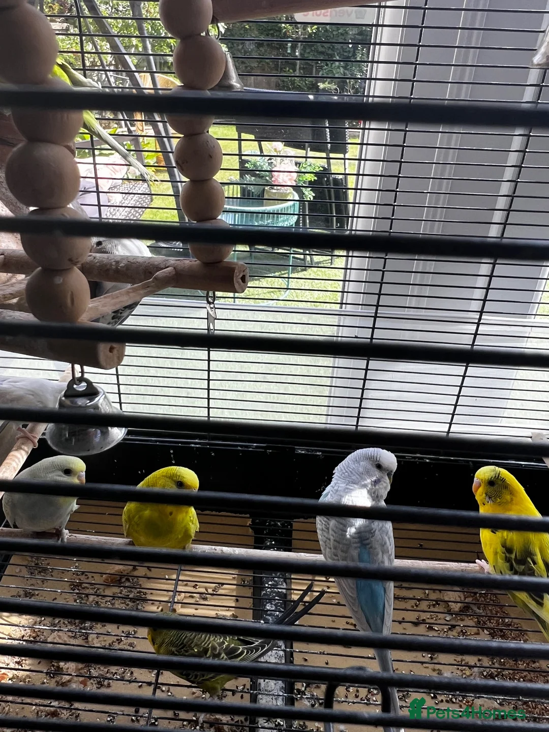 Budgerigars birds for sale: 6 Young healthy budgies for sale in Macclesfield - Advert 1