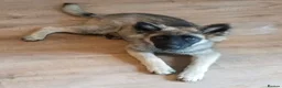 German Shepherd dogs for sale: German Shepherd puppy - Advert 2