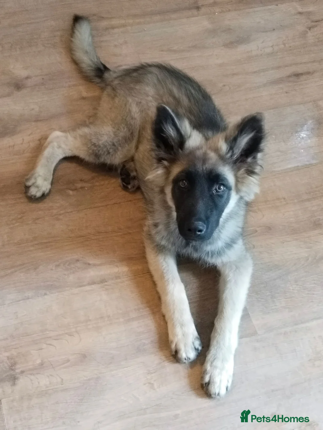 German Shepherd dogs for sale: German Shepherd puppy - Advert 2