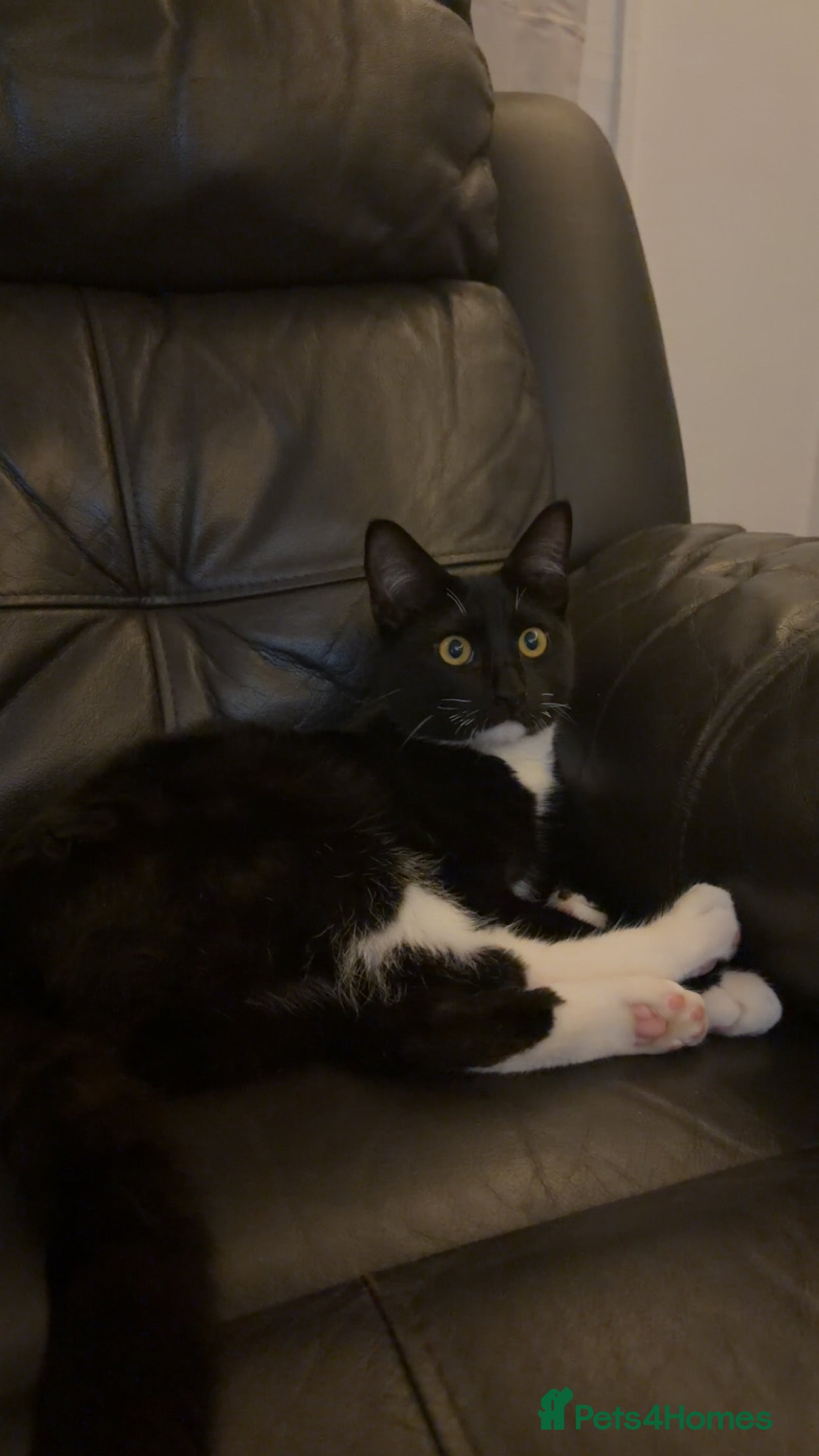 Mixed Breed cats Milo  - Advert 1