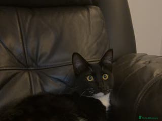 Mixed Breed cats Milo - Advert 6