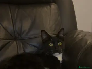 Mixed Breed cats Milo - Advert 10