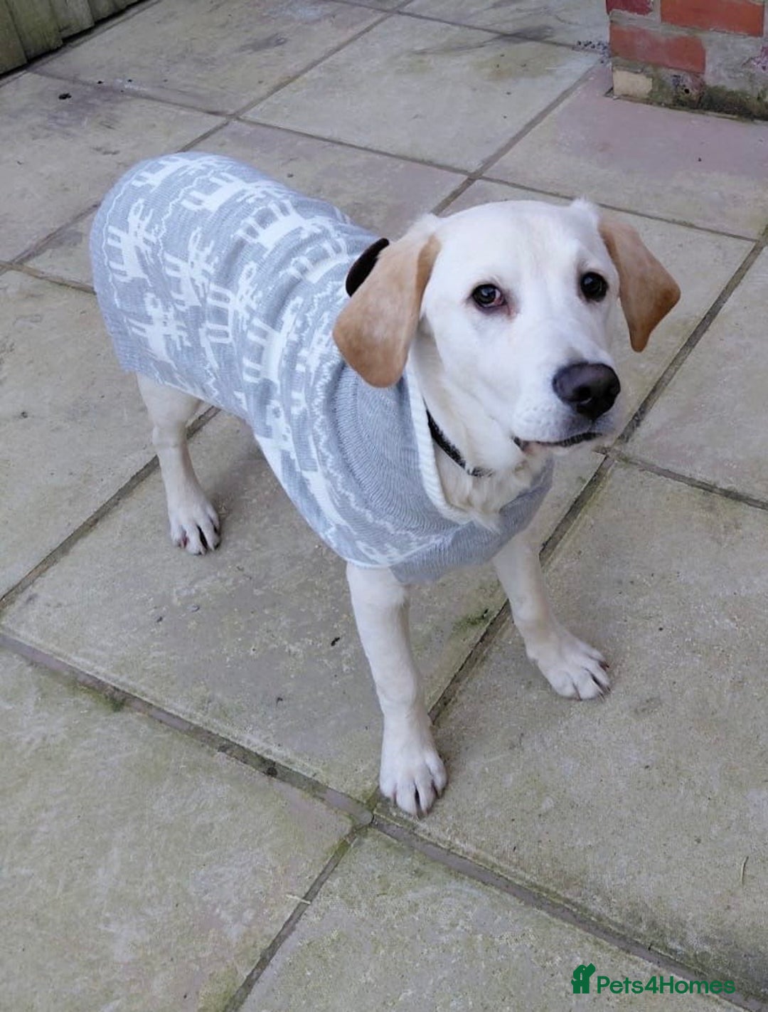 Labrador Retriever dogs for sale: Labrador Retriever - Advert 3