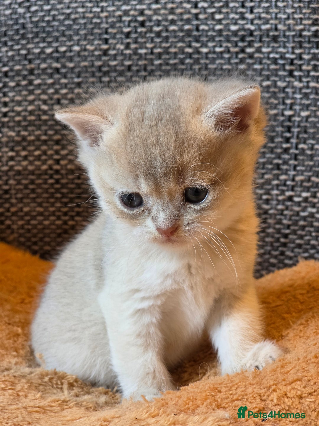 British Shorthair cats for sale: British shorthair Tica😻😽🐈😺😍🌹🌸🌼 - Advert 15