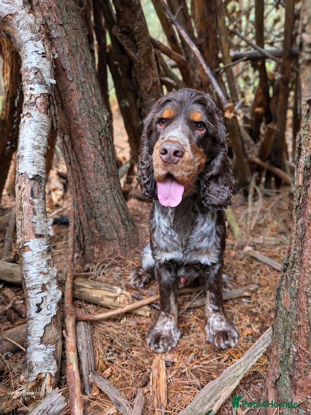 Cocker Spaniel dogs SPECIAL HOME WANTED FOR SOL - 2Yr COCKER SPANIEL - Advert 10