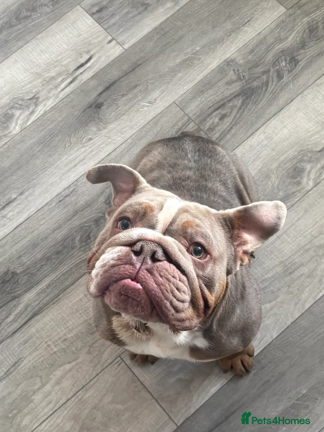 English Bulldog dogs for sale: Kc reg-Lilac and tan 2year old English Bulldog - Advert 6