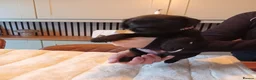 Patterdale Terrier dogs for sale:   nuttall and brae buck Patterdale Terrier pups - Advert 5