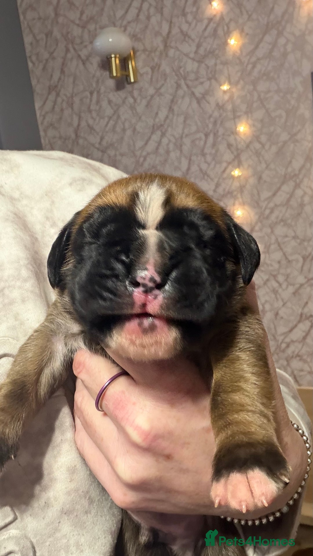 Boxer dogs for sale: Beautiful Boxer Puppies - Advert 5