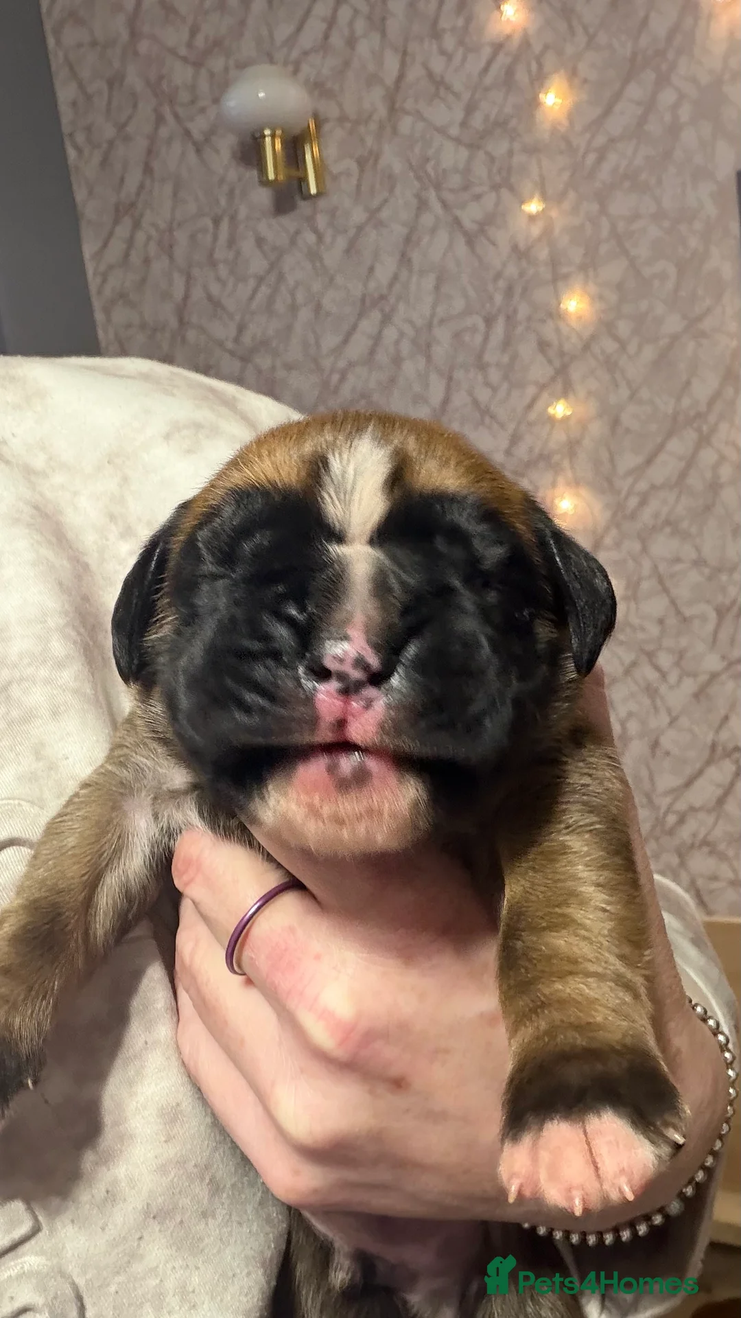 Boxer dogs for sale: Beautiful Boxer Puppies - Advert 8
