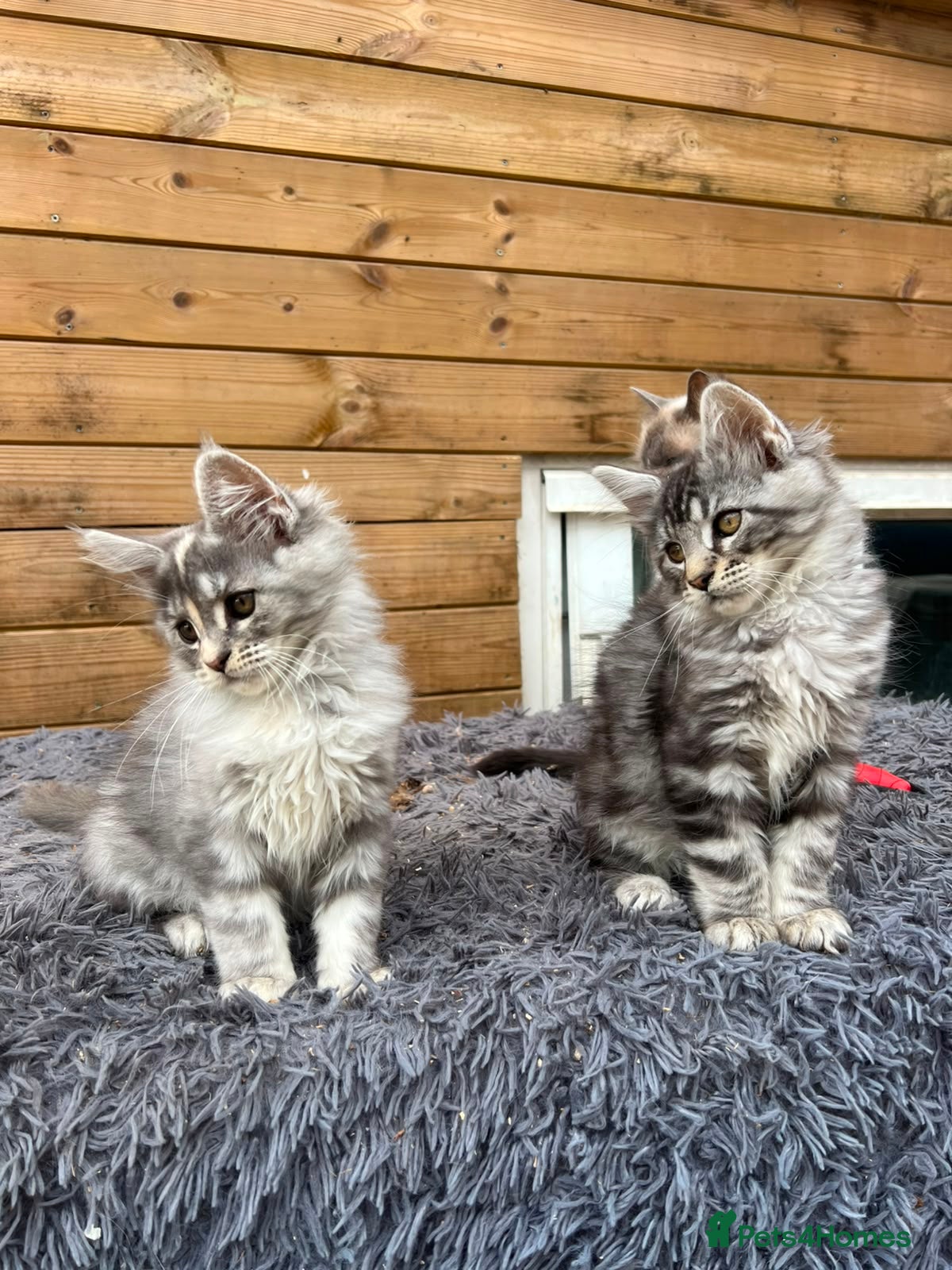 Maine Coon cats Maine Coon Kittens  - Advert 1