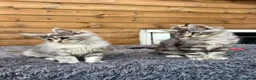 Maine Coon cats for sale: Maine Coon Kittens  - Advert 1