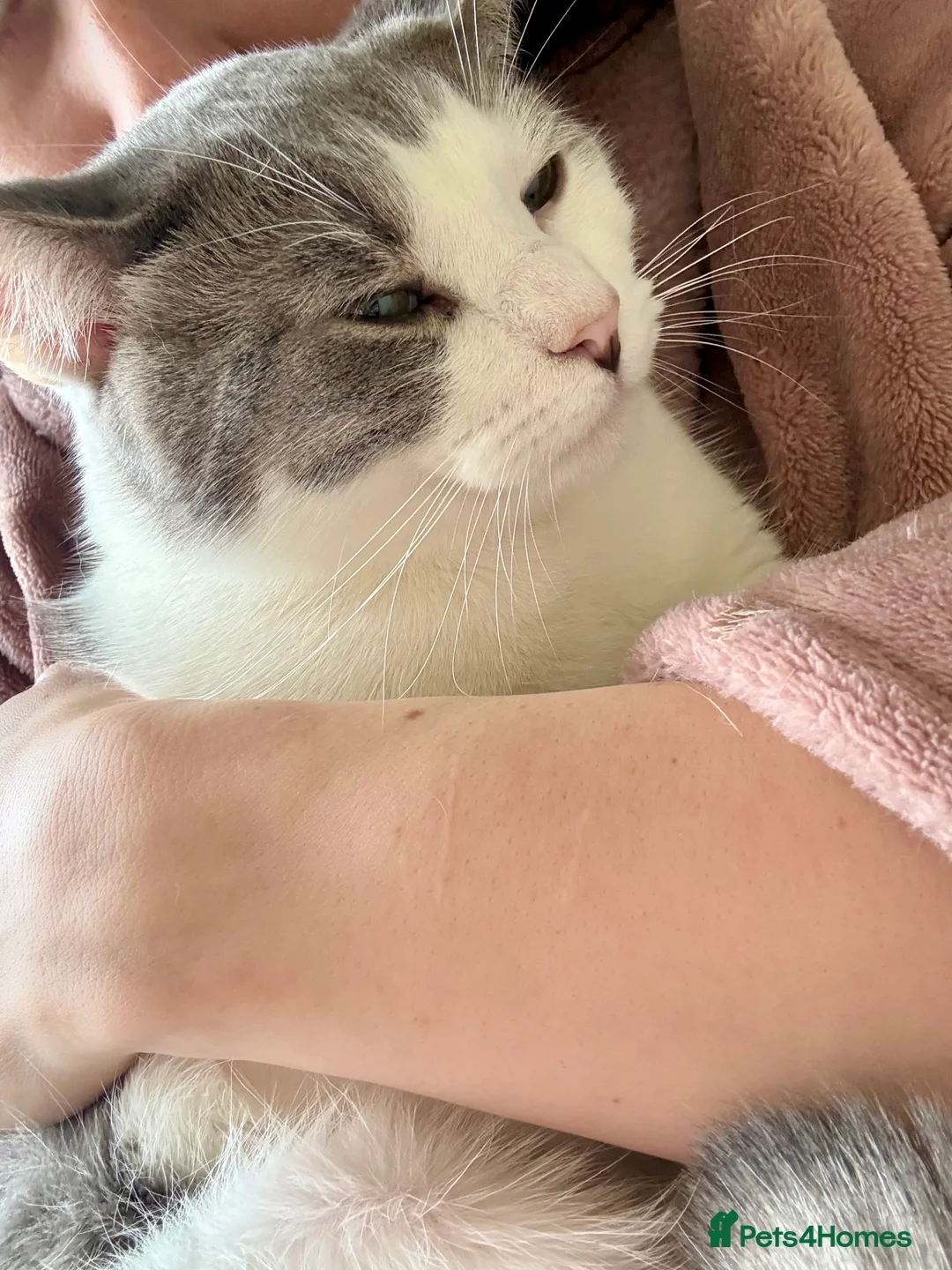 Mixed Breed cats for sale: Grey and white male for re-homing. - Advert 2