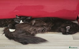 Maine Coon cats for sale: Pure breed Maine Coons Kittens  - Image 24