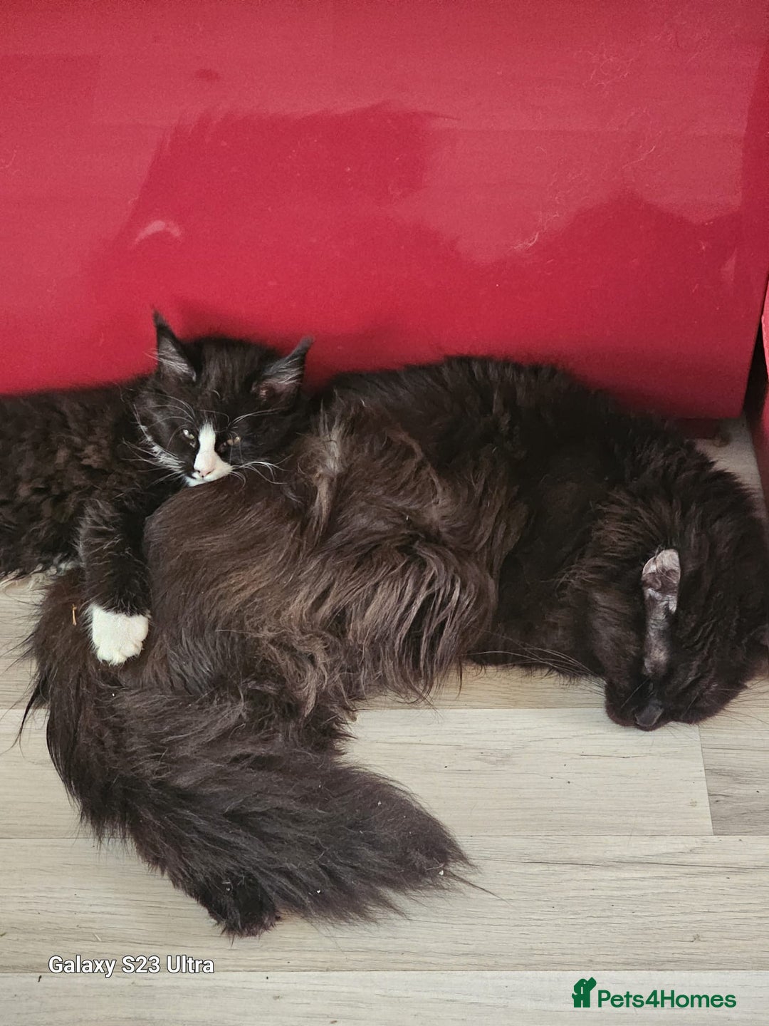 Maine Coon cats for sale: Pure breed Maine Coons Kittens  - Image 24