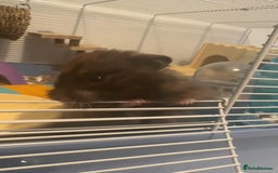 Hamster rodents for sale: Male Longhaired Syrian Hamster - Image 2