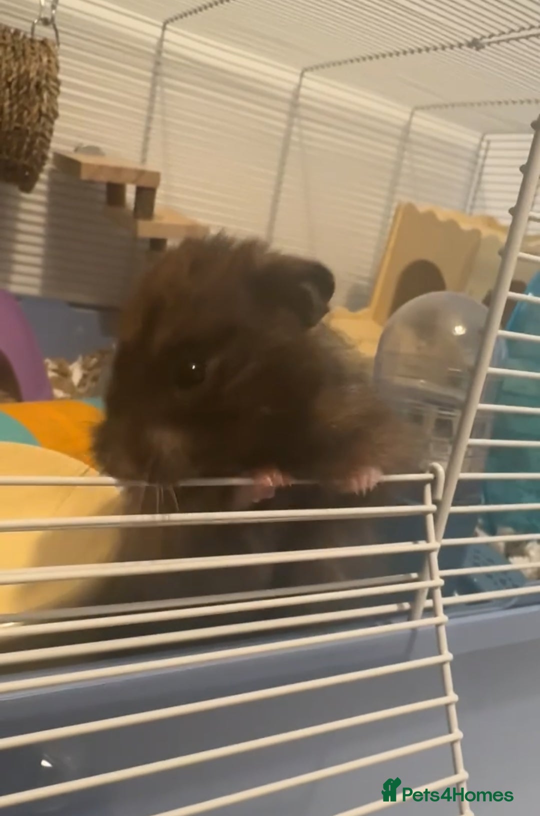 Hamster rodents for sale: Male Longhaired Syrian Hamster - Image 2