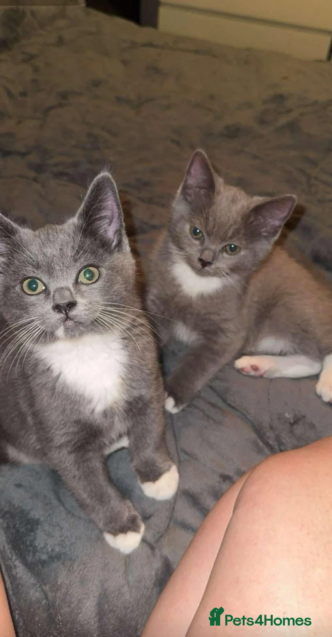 British Shorthair cats for stud: For stud lilac boy Sir Arnold (carries choc gene) in Bradford - Advert 18