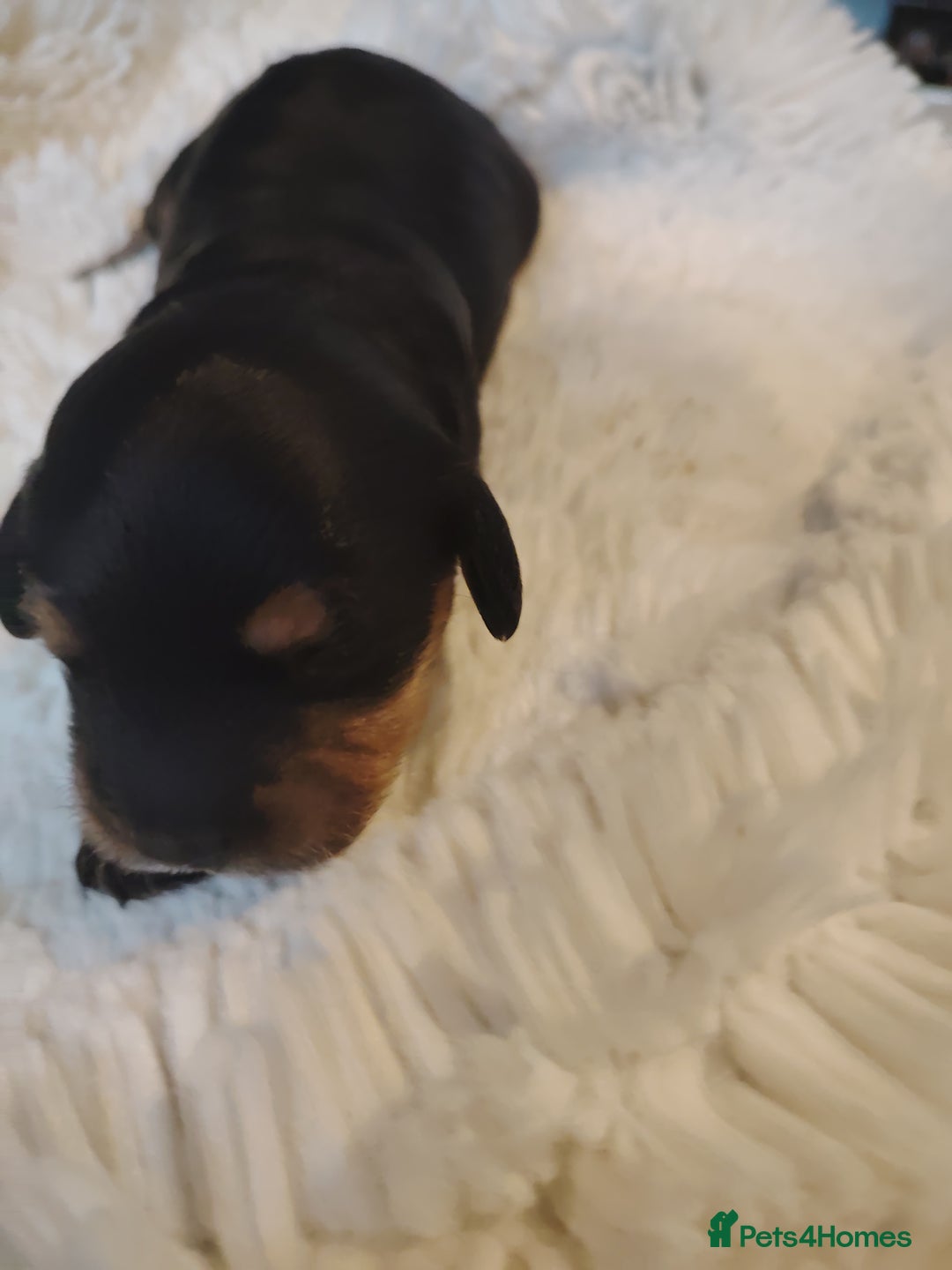 Cavapoo dogs for sale: Stunning tri coloured teddy bear Cavapoos x 6  - Advert 8