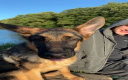 German Shepherd dogs for sale: Re-homing my beautiful boy Diesel - Image 6