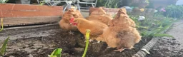Chickens poultry for sale: Buff orpington chickens for sale - Advert 2