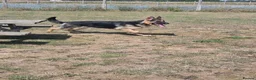 German Shepherd dogs for stud: Straight back stunning B&T Stud - Advert 6