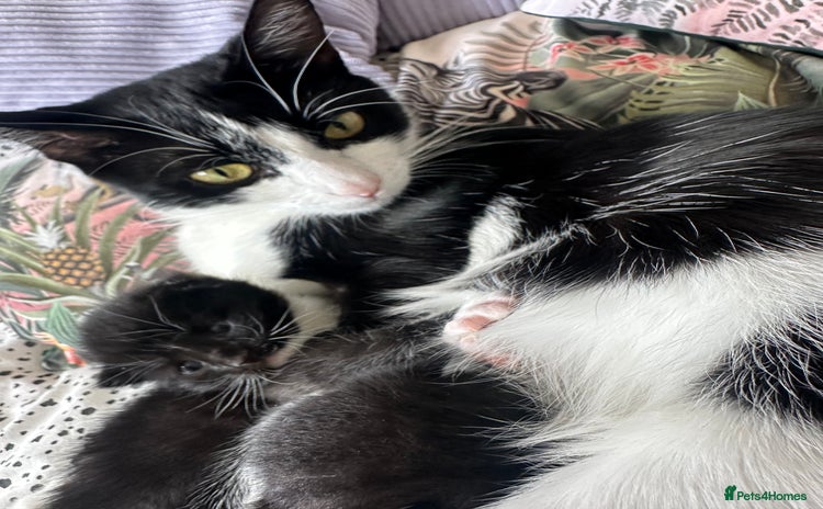 Domestic Shorthair cats - Advert 13