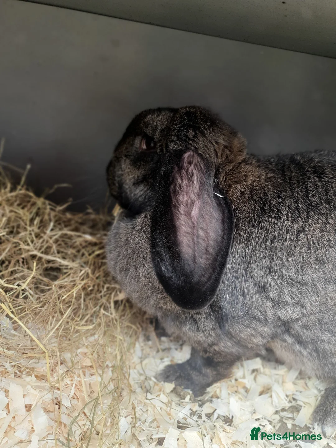 French Lop rabbits for sale: Giant French Lop doe and 3 babies - Advert 2