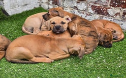 Mixed Breed dogs for sale: 💎 Stunning Brindle Bully Pups – Rare, Ready Now! - Image 11