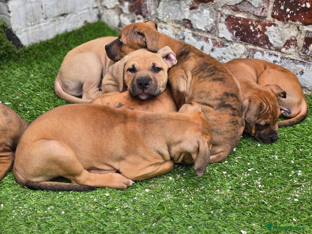Mixed Breed dogs for sale: 💎 Stunning Brindle Bully Pups – Rare, Ready Now! - Image 11