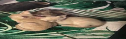 Burmese cats for sale: Gorgeous Playful Loving Burmese Kittens  - Advert 10
