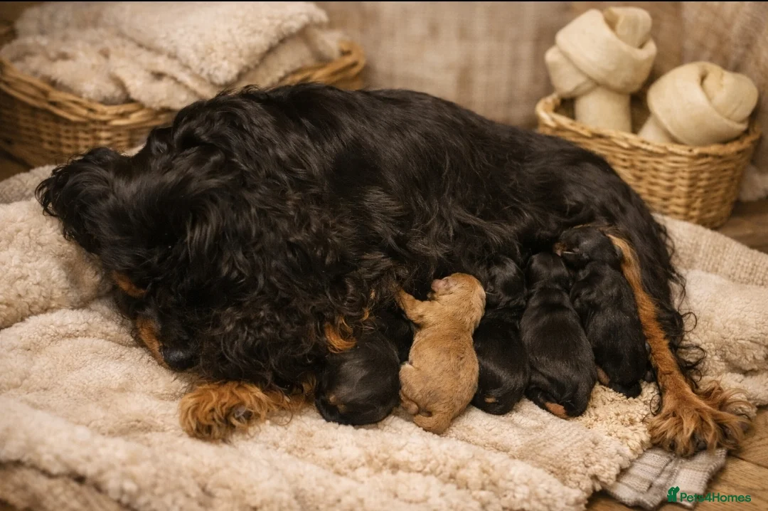 Cavapoo dogs for sale: Cavapoo Puppies – Health Tested KC Parents - Advert 7
