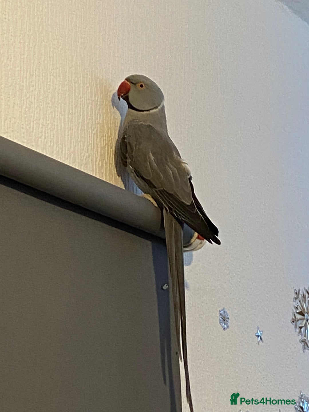 Ringnecks birds for sale: Bailey the grey IRN - Advert 5