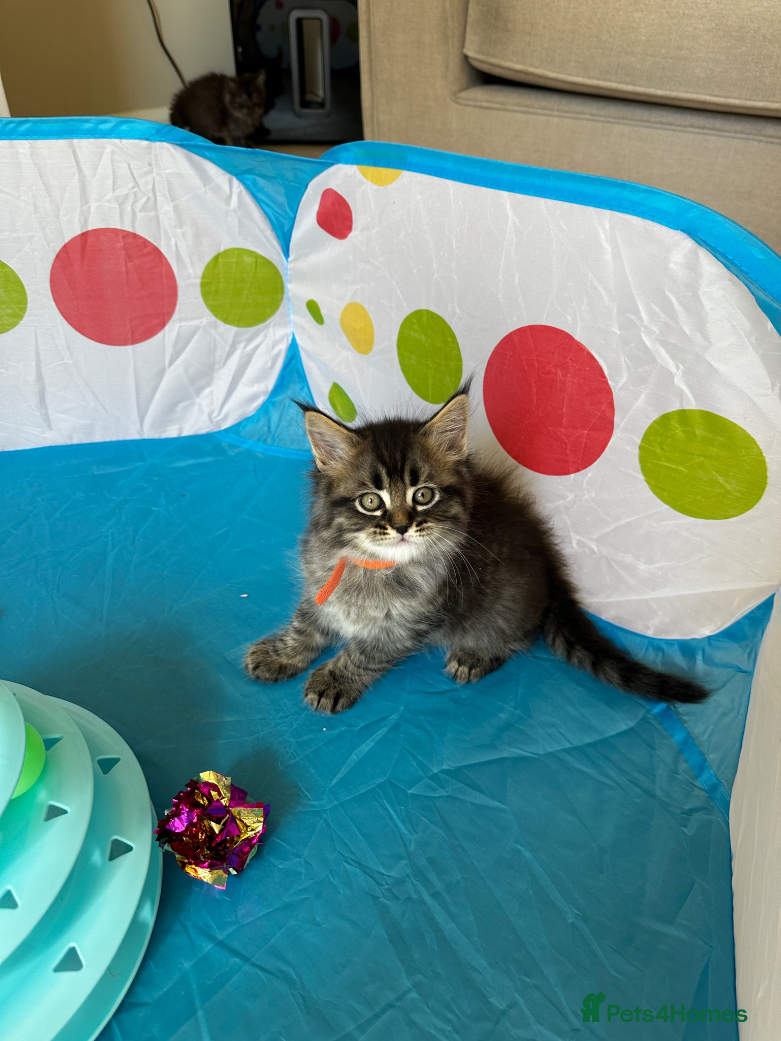 Mixed Breed cats for sale: Maine Coon x British Short Hair Kittens in Cambridge - Advert 4