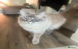 Ragdoll cats for sale: Ted 4yr old Blue Tabby Point Ragdoll for rehoming  - Image 2