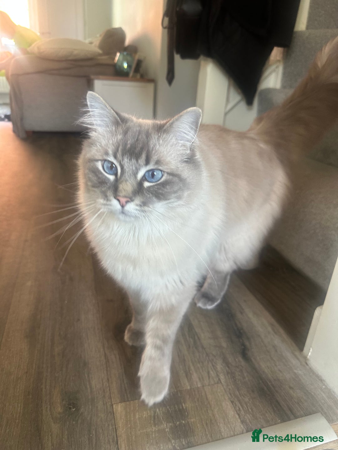 Ragdoll cats for sale: Ted 4yr old Blue Tabby Point Ragdoll for rehoming  - Image 2