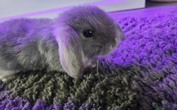 Mini Lop rabbits for sale: Baby min lops  - Image 3
