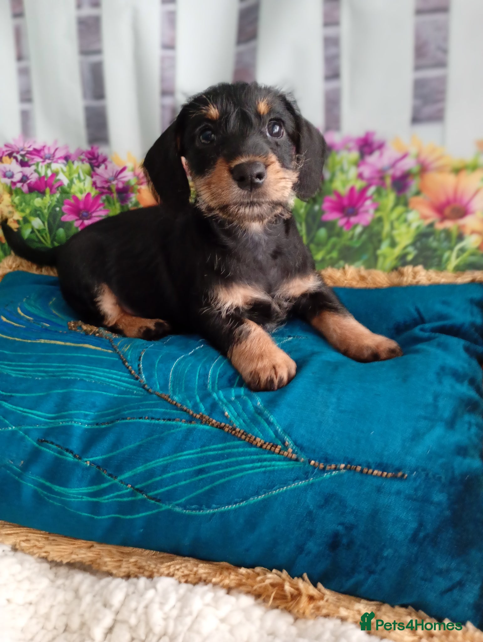 Mixed Breed dogs Miniature schnoxies  - Advert 2