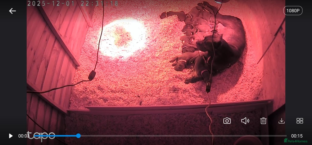 Cane Corso dogs for sale: Cane corso puppies - Advert 2