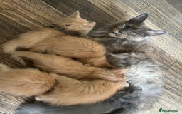 Maine Coon cats for sale: Beautiful big cream boys - Image 5