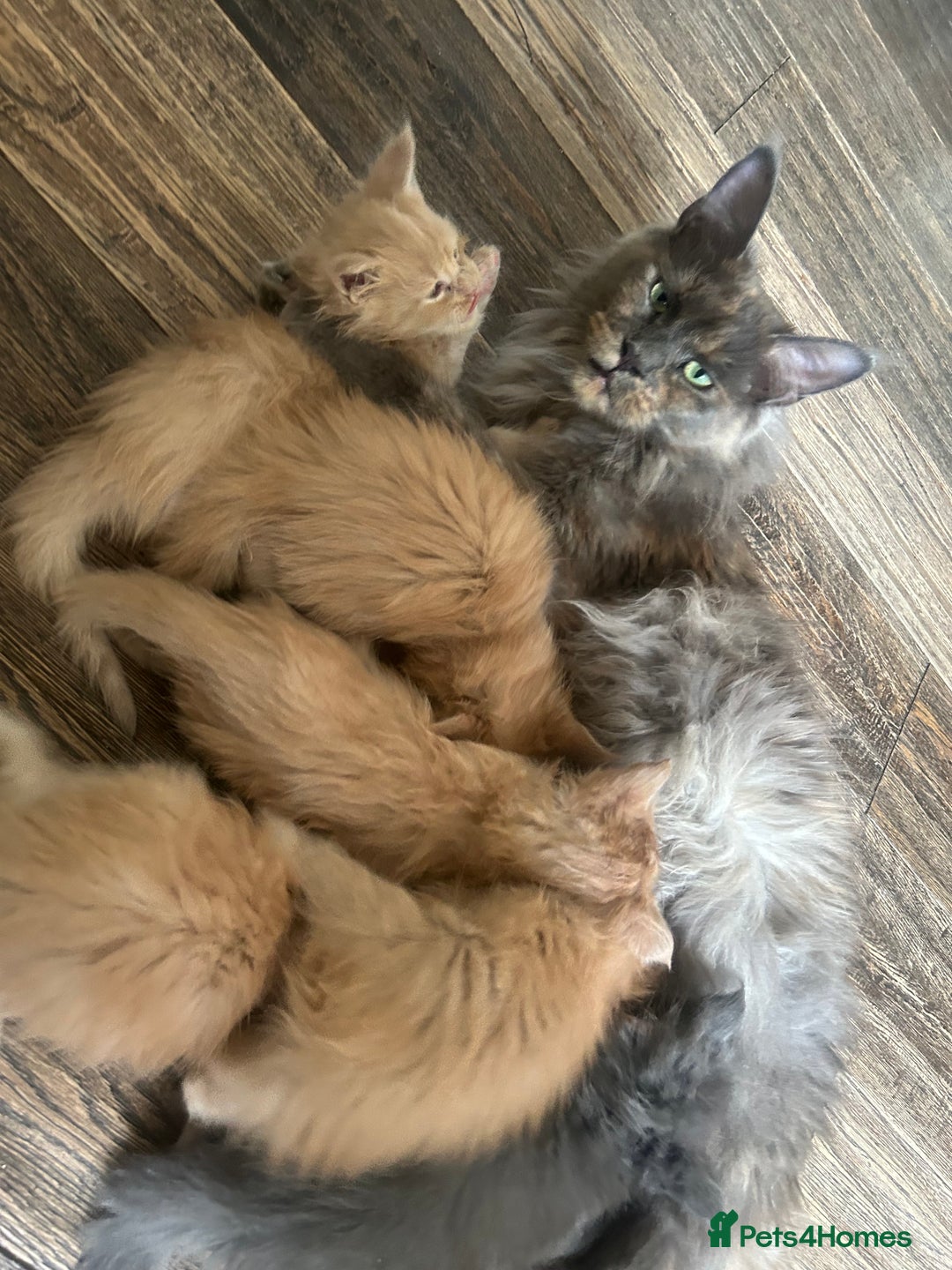 Maine Coon cats for sale: Beautiful big cream boys - Image 5