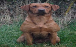 Labrador Retriever dogs for sale: Red Fox Labrador Puppies–Ready from 26th September - Image 25