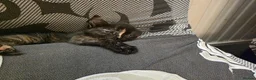 Mixed Breed cats for sale: Beautiful kittens looking for forever home - Advert 35