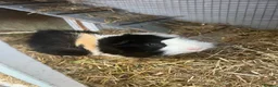 Guinea Pig rodents for sale: 2x Boars for sale  in Birmingham - Advert 2