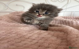 Persian cats for sale: Persian cross Maine coon  - Image 5