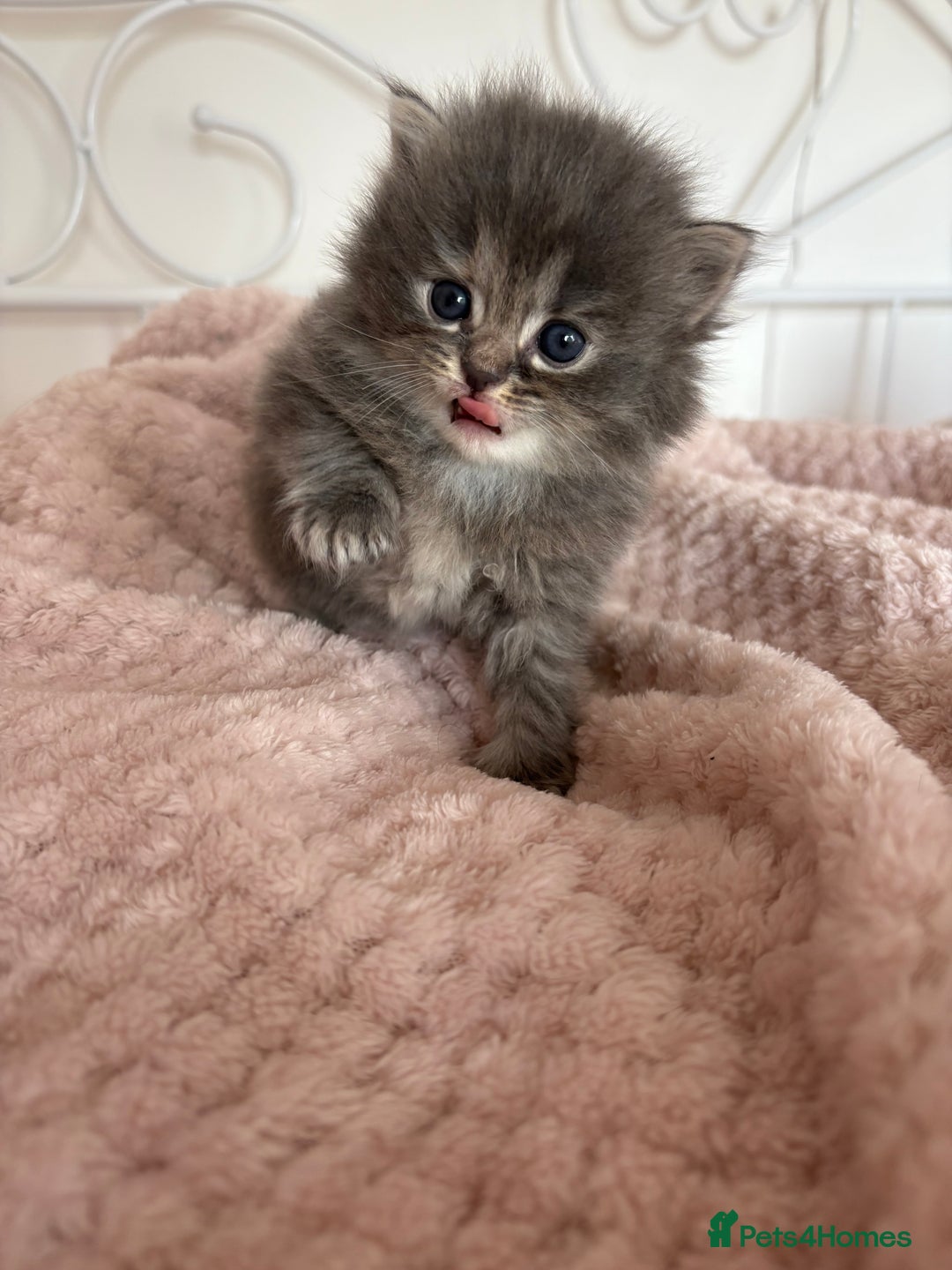 Persian cats for sale: Persian cross Maine coon  - Image 5