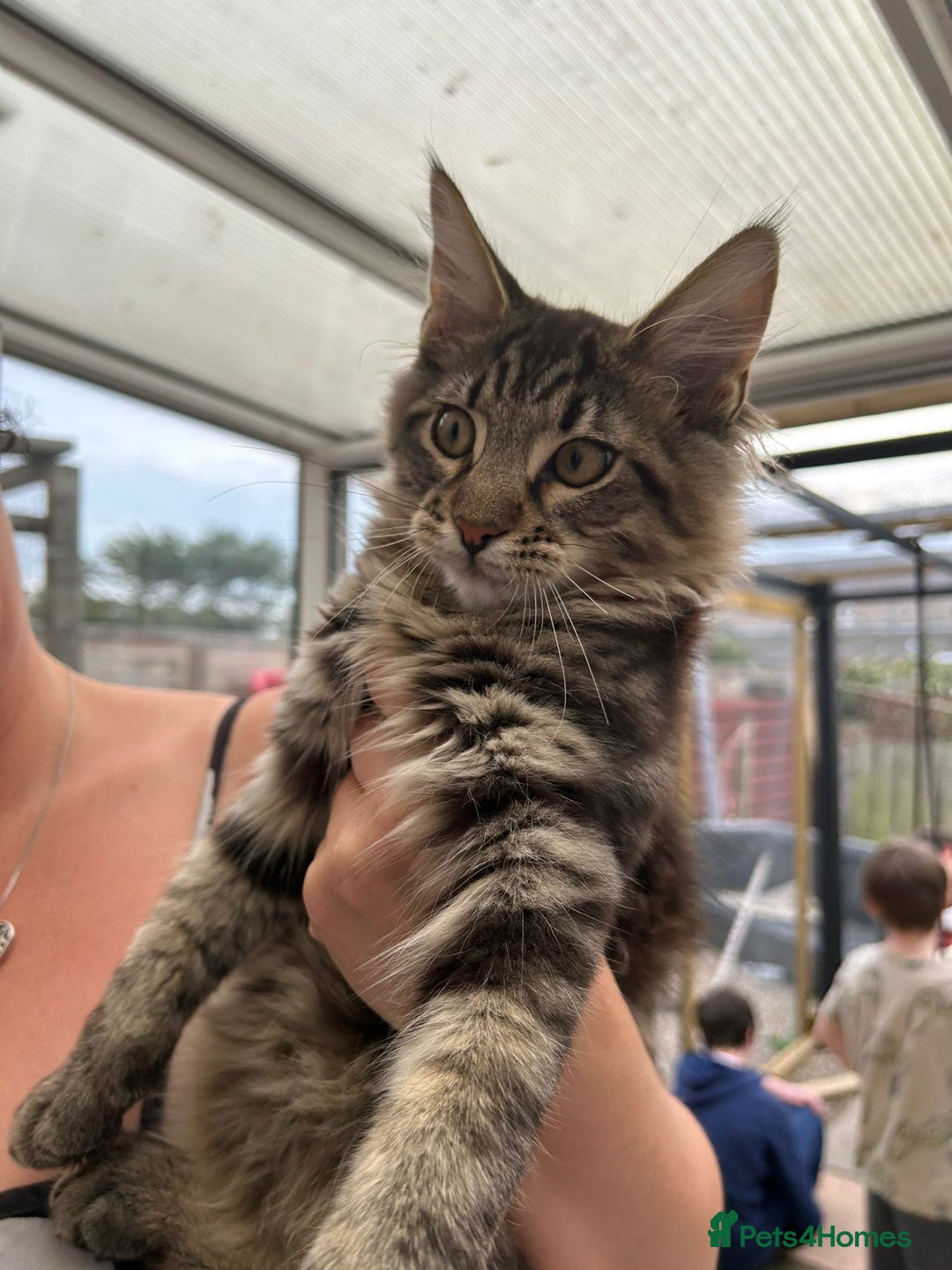 Maine Coon cats for sale: X Maine coon kits - Image 15