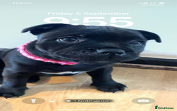 Staffordshire Bull Terrier dogs for sale: Beautiful Staffordshire bull terrier puppy’s  - Image 22