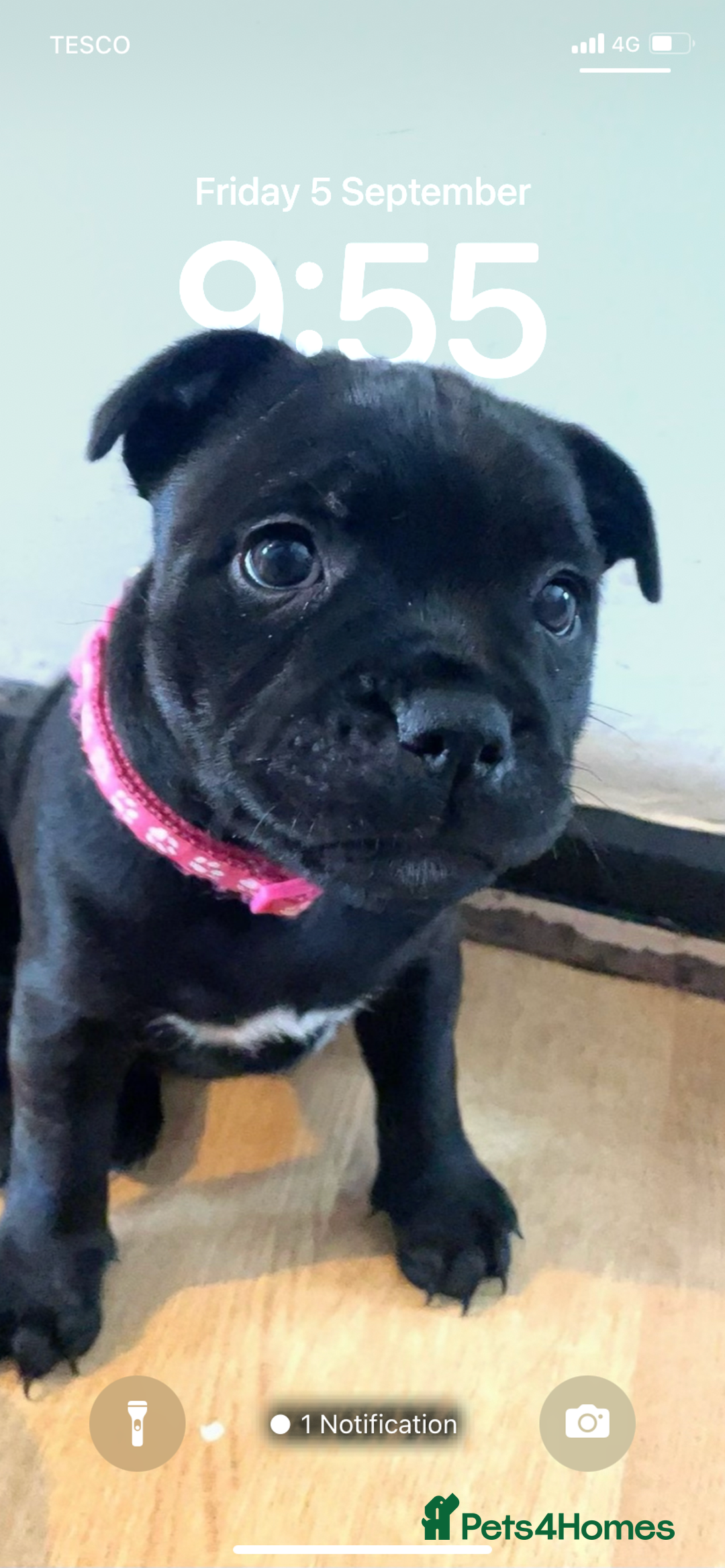 Staffordshire Bull Terrier dogs for sale: Beautiful Staffordshire bull terrier puppy’s  - Image 22
