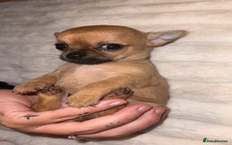 Chihuahua dogs for sale: 3 beautiful chihuahuas 2 girls 1 boy left  - Image 11